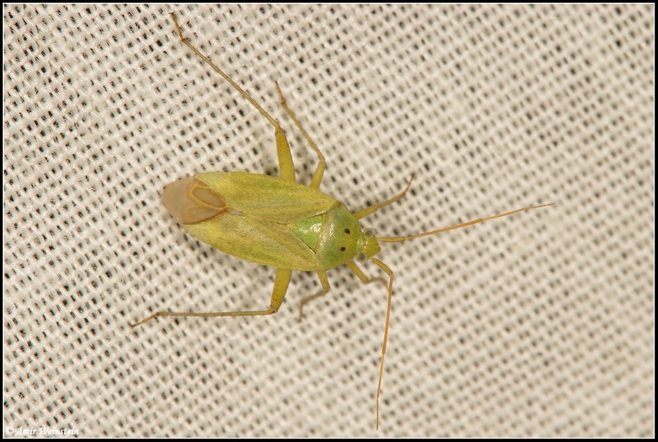 Heteroptera d''Israele